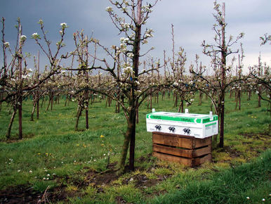 TRIPOL im Einsatz: Birne